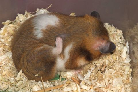 Click to view full size image