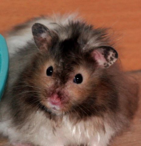 Click to view full size image