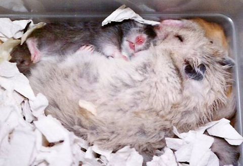 Click to view full size image